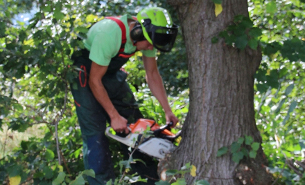 Zur Sicherheit von Passanten muss das Totholz aus den Bäumen entfernt werden. Mit Hilfe von Baumkletterern erfolgt diese Pflegearbeit besonders schonend. Foto (c) Axel Witte