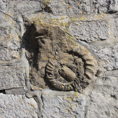 Der spiralfömig gewundene Ammonit ist in die Klostermauer in Ottbergen eingearbeitet worden.