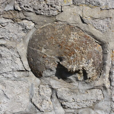 Der rundliche Ammonit ist in die Klostermauer in Ottbergen eingearbeitet worden.